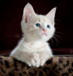 Close-up portrait of an adorable cream-colored kitten with blue eyes resting indoors.